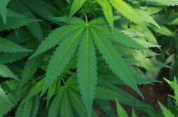 Les effets avérés du cannabis à long terme